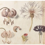 世界遺産キュー王立植物園所蔵 イングリッシュ・ガーデン 英国に集う花々展