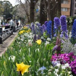 【日本大通り・横浜公園】花壇とチューリップ観てきました！