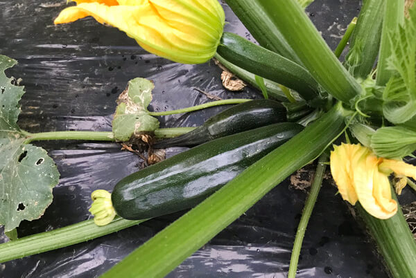 ズッキーニ 今年の家庭菜園では大量収穫になりそうです